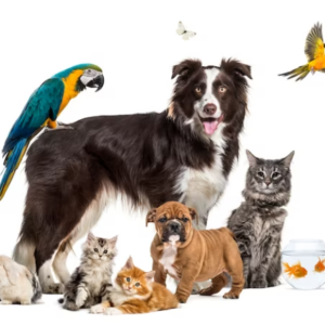 Organic Pet Care